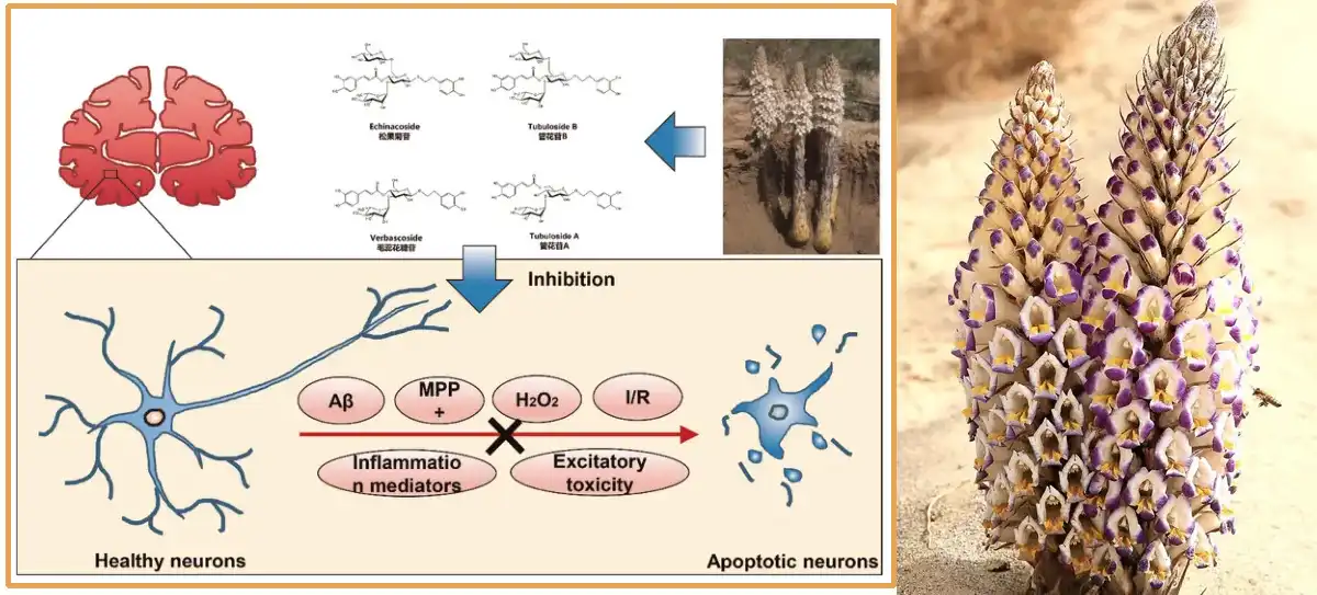 Cistanche Deserticola Extract Powder.jpg